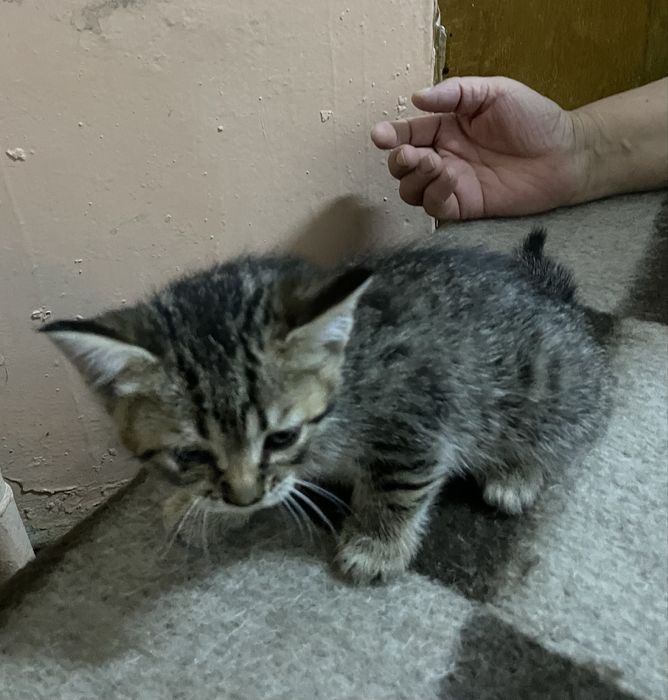 Отдам даром 3 мальчик 2 девочек