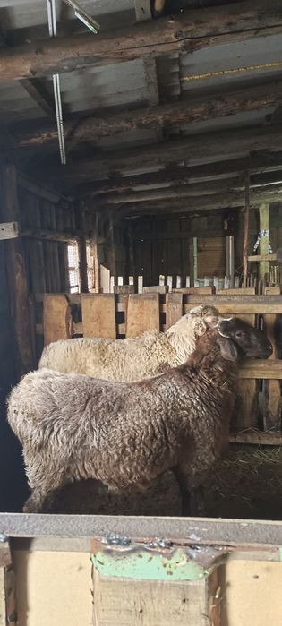 Продам 2 кошкара с откорма