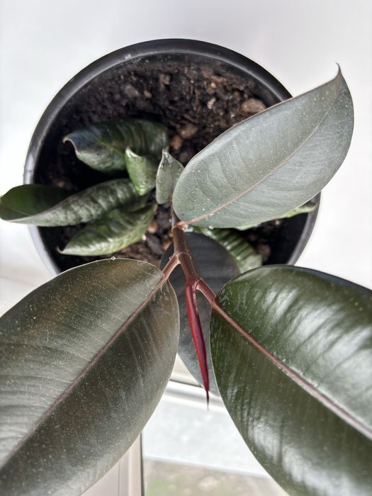 Комнатные цветы Фикус