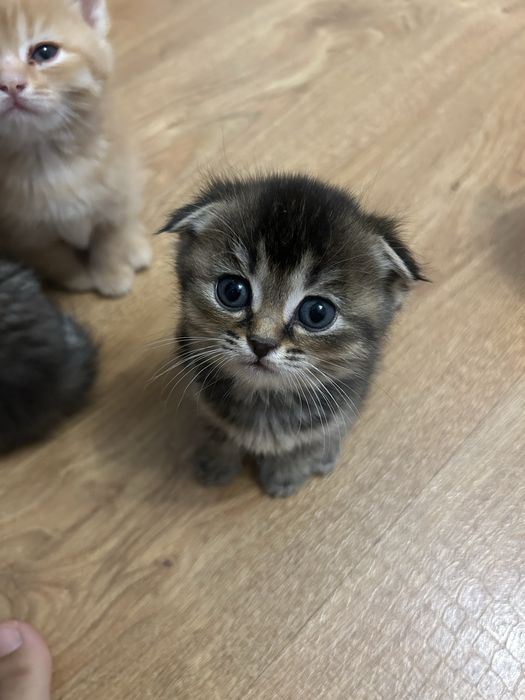 Котята шотланцы