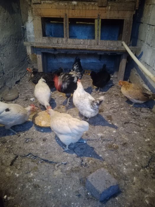 Продается куры домашний