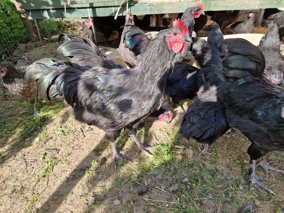 Cocoș Australorp 5 luni