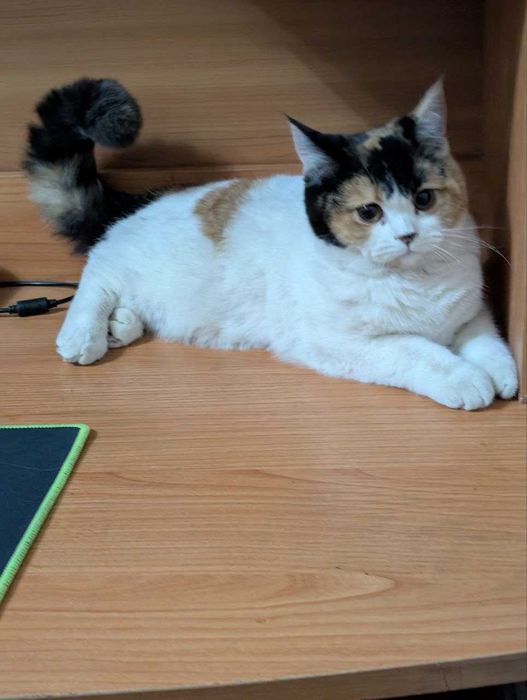 Продам котят Scottish Straight Шотландцы Скоттиш страйт