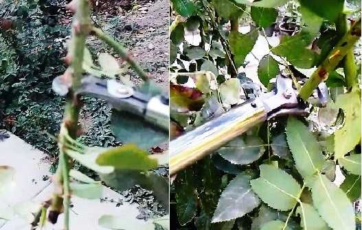 Баланд шохлар гулзор учун  секатор қайчи -Механический высоторез
