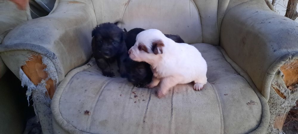 Отдам щенков бесплатно в хорошие добрые руки