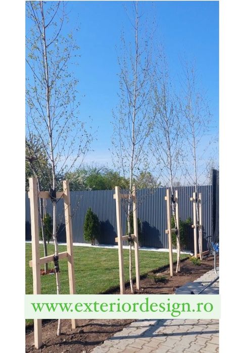 Plante foioase: Mesteacăn, Tei, Stejar, Platan – copaci ornamentali