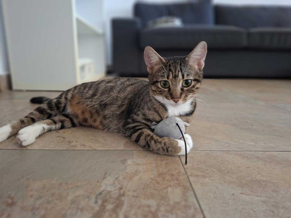 Pisică tânără sub 2 ani • Femelă tigrată, foarte blândă și iubitoare • Sterilizată • Adopție în București • Numele ei este Hera!
