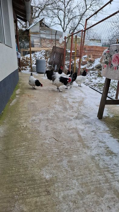 Gaini lakenvelder de vanzare