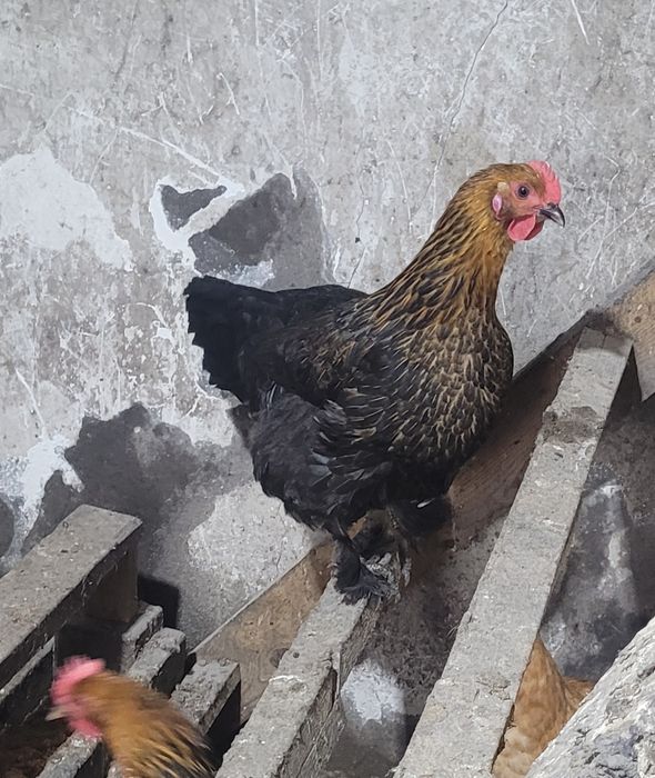 Домашние куры и петушки