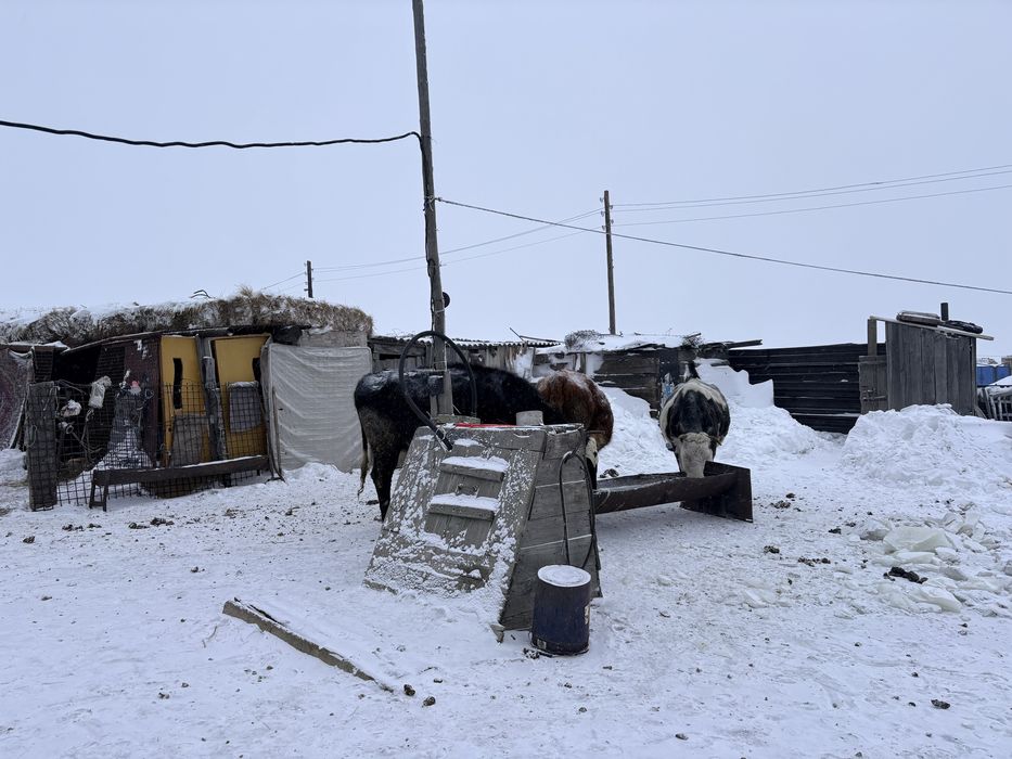 Продам или обмен крс