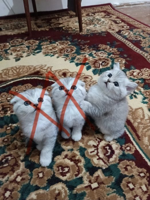 Шотландский фолд [Сотилмайди] Вязка тоза насл!