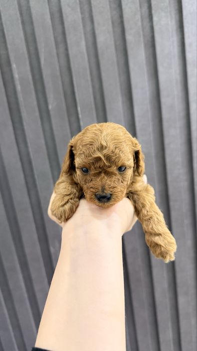 Продаю щенят пудель Той