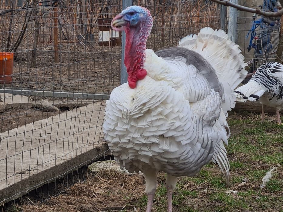 Curci Royal Palm Albastru