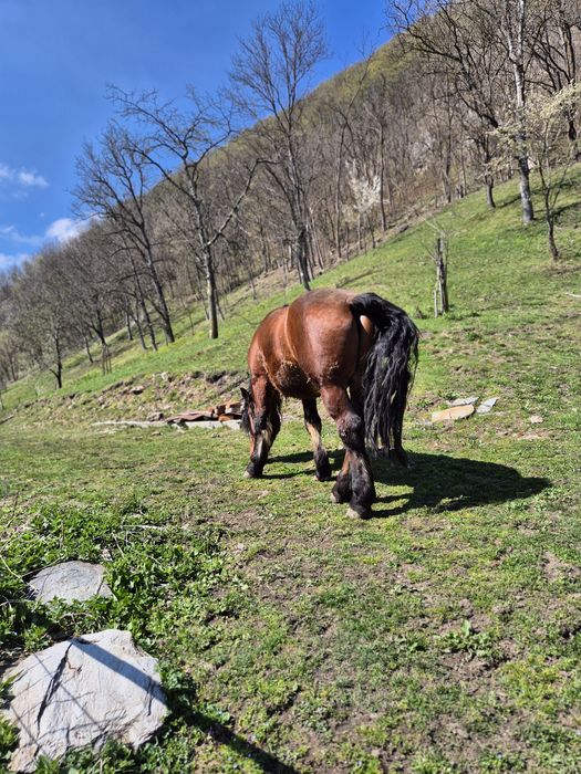 Vând armasar de 4 ani greu