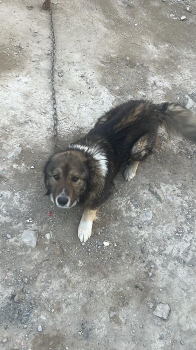 Кавказски ит бар