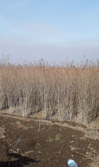 Puieți de salcâm paltin fag pin lariță preț redus