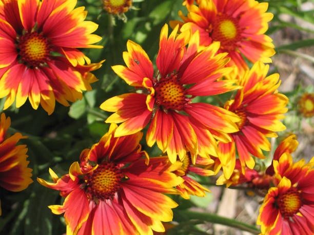 Продам цветы для сада