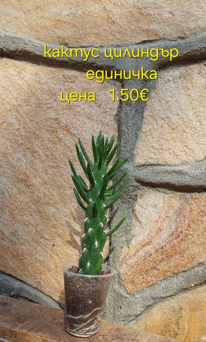 Стайни и градински растения на супер цени.