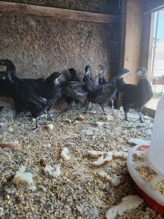 Pui si puici austrolop