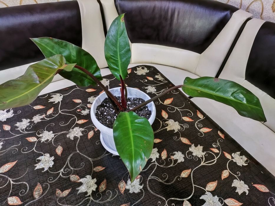 Растения домашние . Доставка