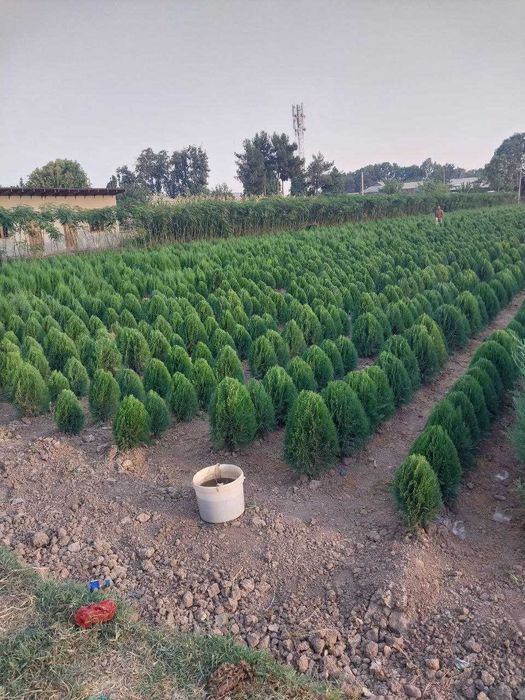 Можжевельник и туя кучатлари сотилади