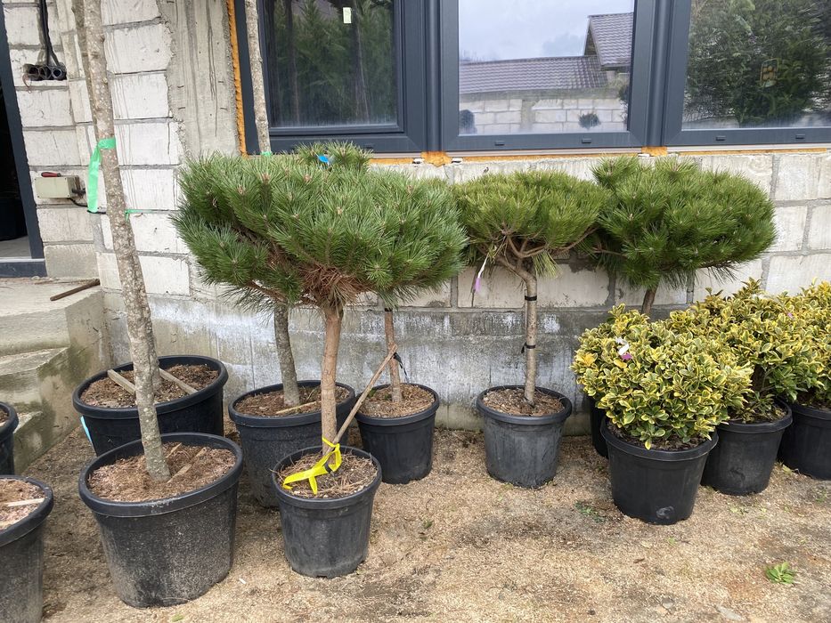 Plante ornamentale diferte specii