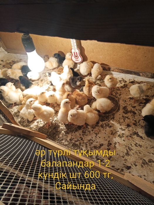 Цыплята разной пароды