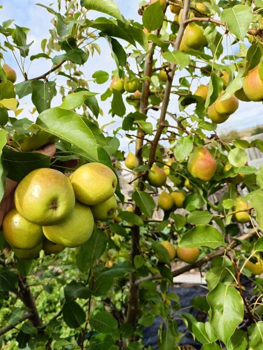 Дача в городе, 7 линия