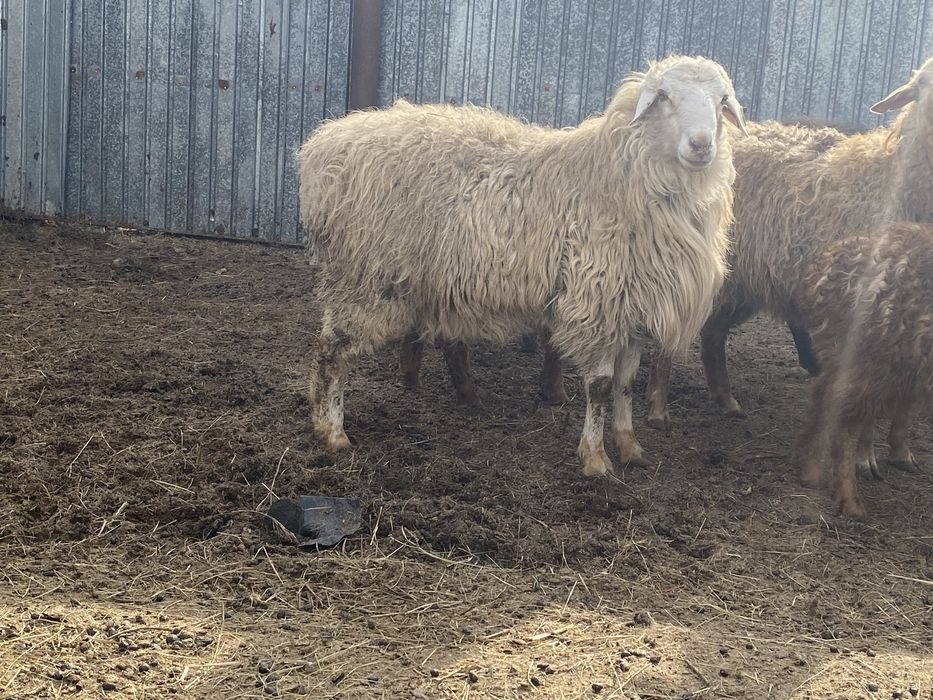 Продам баран кошкар