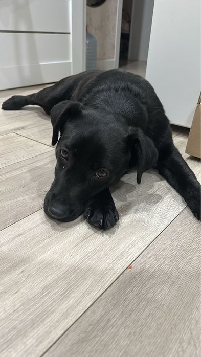 Отдам собаку девочка похожа на лабрадора