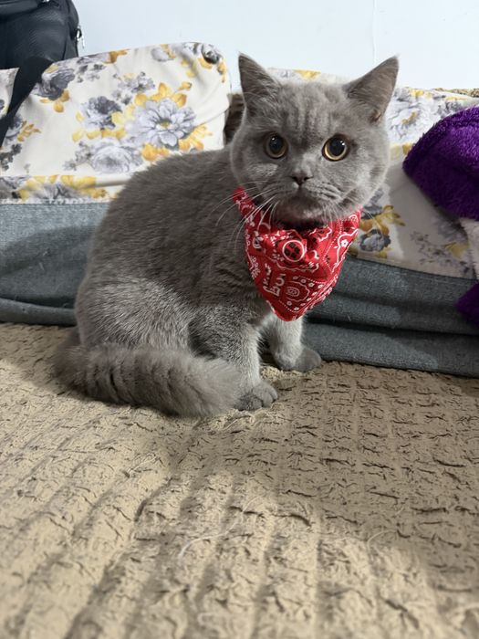 Pui pisică Scottish