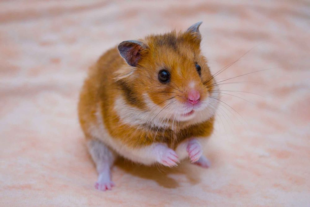 Продам хомяков не дорого