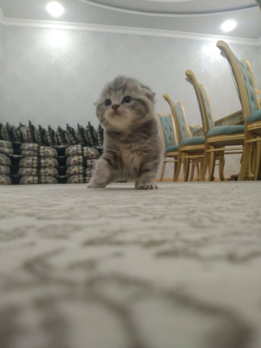 Продаются котята от правильной вязки