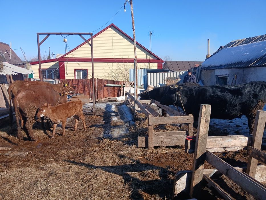 Продам корову с теленком