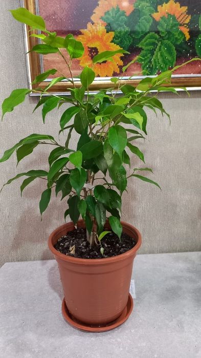 Продам цветок Бенджамина