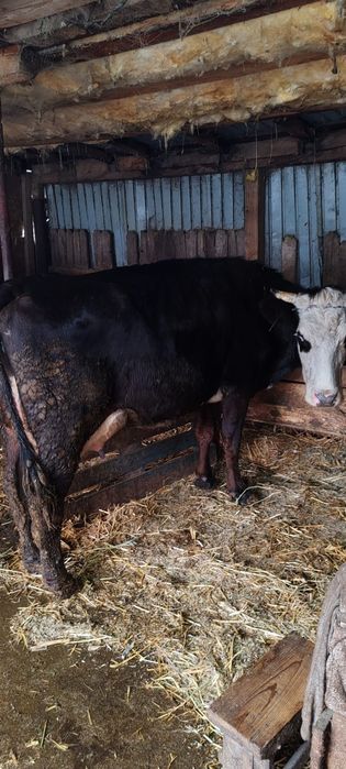 Vaca de vânzare buna de lapte