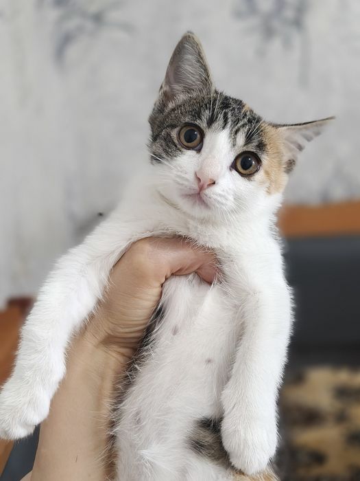 Отдам котенка в добрые руки, девочка.