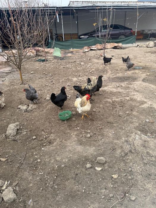 Продается Куры домашние!