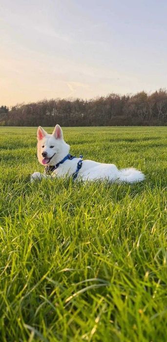 9 Luni Caine Japanese Akita