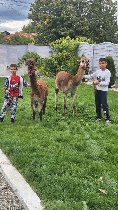 Mascul lama si mascul alpaca schimb cu alte animale