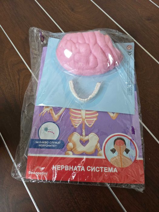 Човешкото тяло СКЕЛЕ