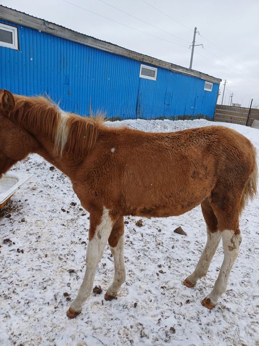 Әкесі қызын желіде жыныстық қатынаспен қуантты