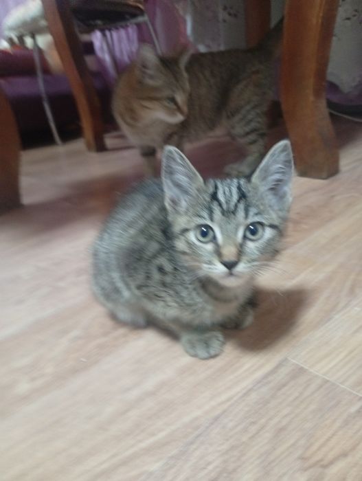 Отдам в добрые руки котят