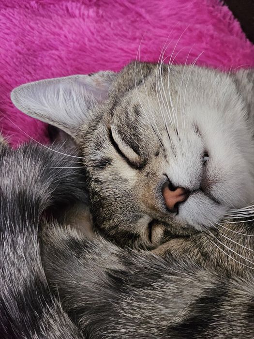 Adoptie montan castrat