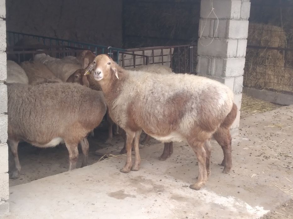 Арашан буаз коилар .