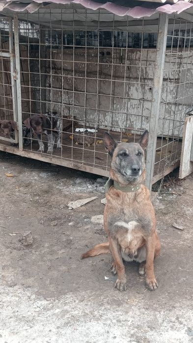 Малинуа сука без док