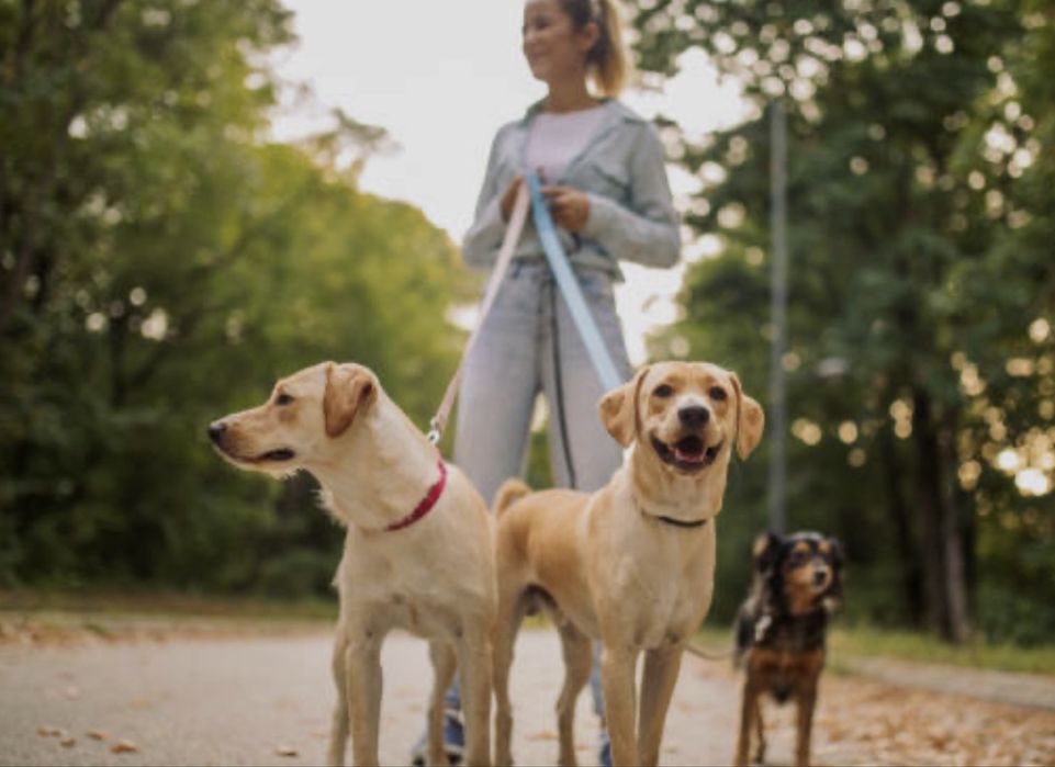 Plimbare caini si pet sitting in vancante