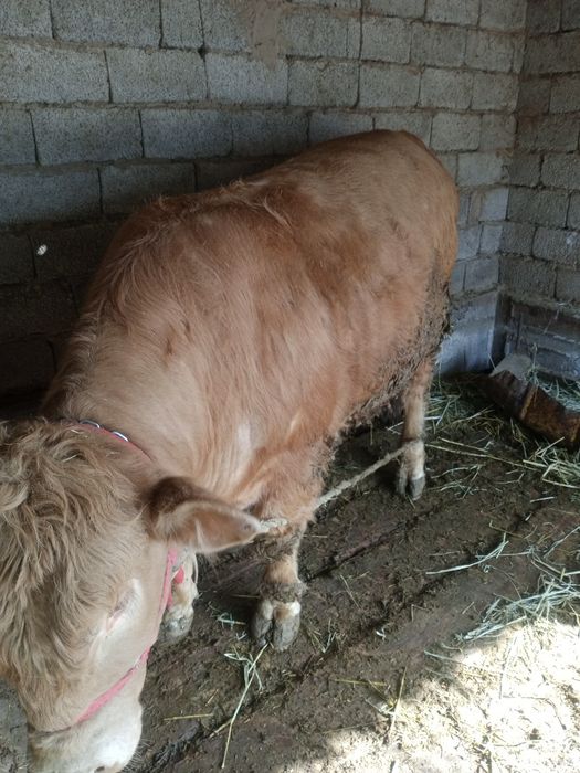 Бұқа сатылады семіз