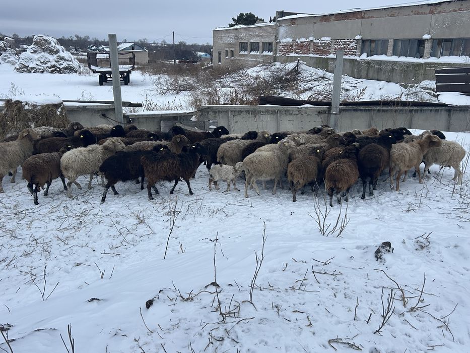 Продам бараны овцы ягнята