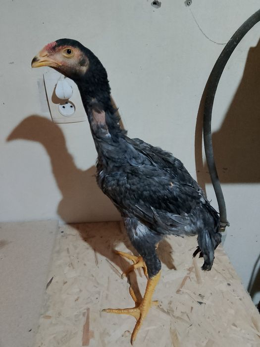 Пепел шоже сатылады